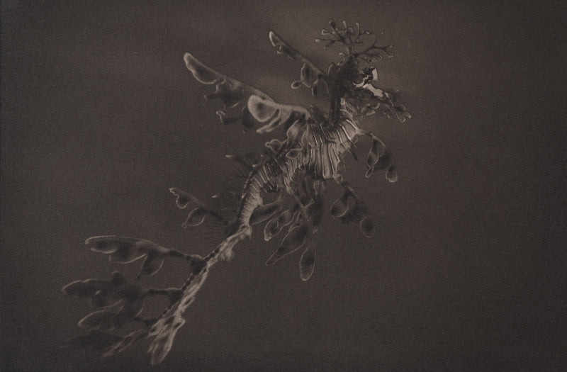 Leafy Sea Dragon ~ Phycodurus Eques ~ Figure 3