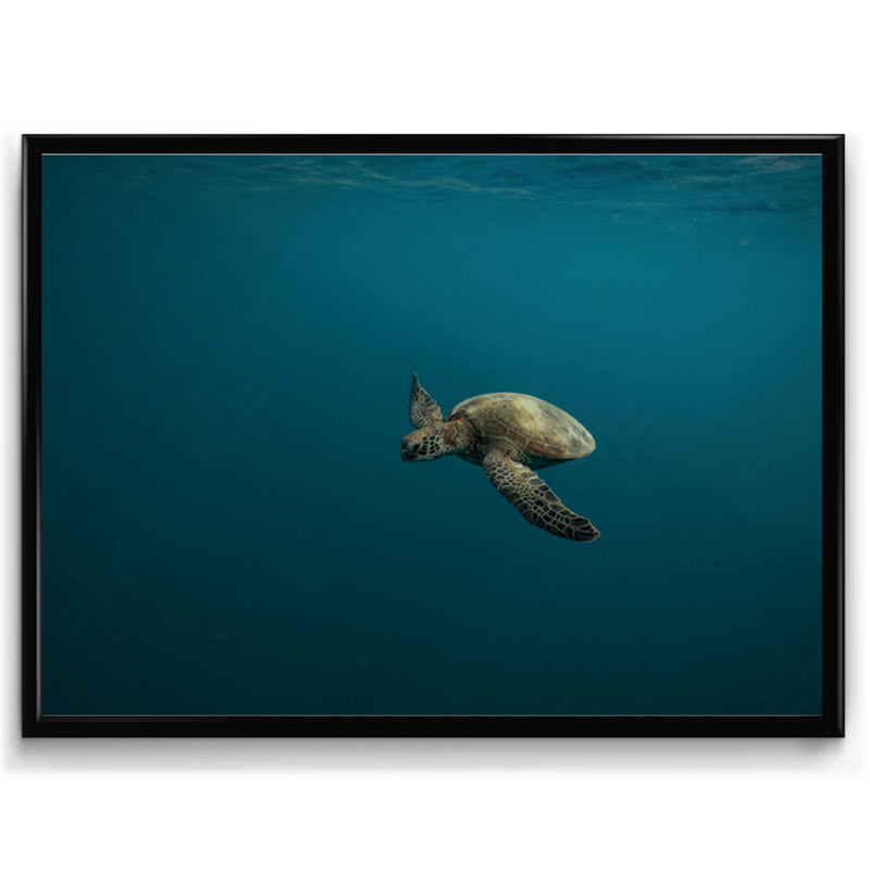 Gliding Turtle ~ Moke