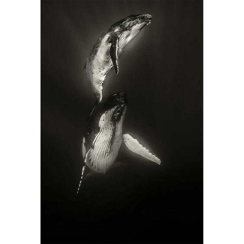 Synchronicity