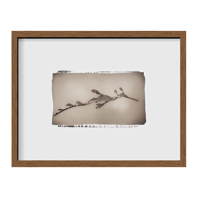 Weedy Sea Dragon ~ Phyllopteryx Taeniolatus ~ Figure 2