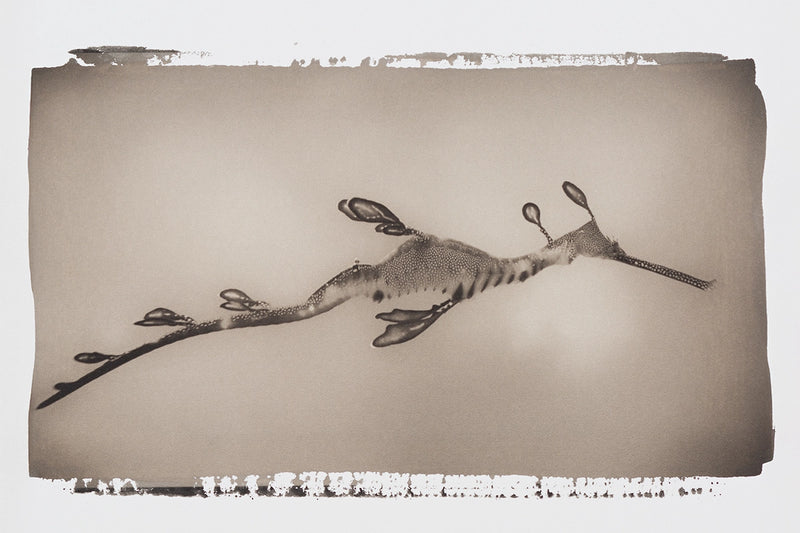 Weedy Sea Dragon Figure 2 ~ Moke
