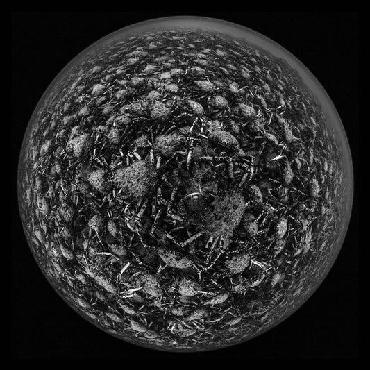 Spider Crabs ~ Army of the Bay