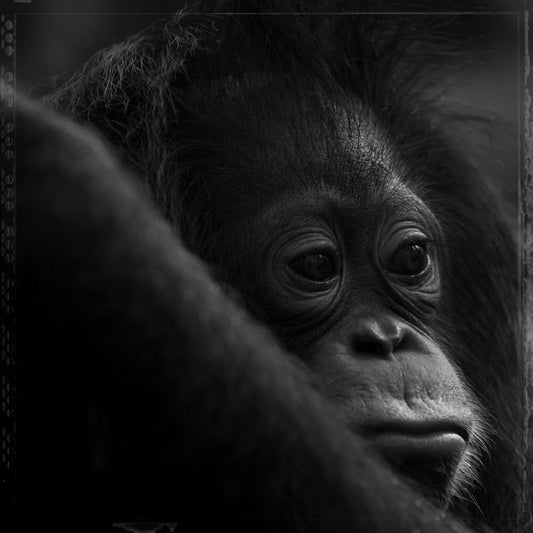 Nyaru Menteng Orangutans ~ The Displaced