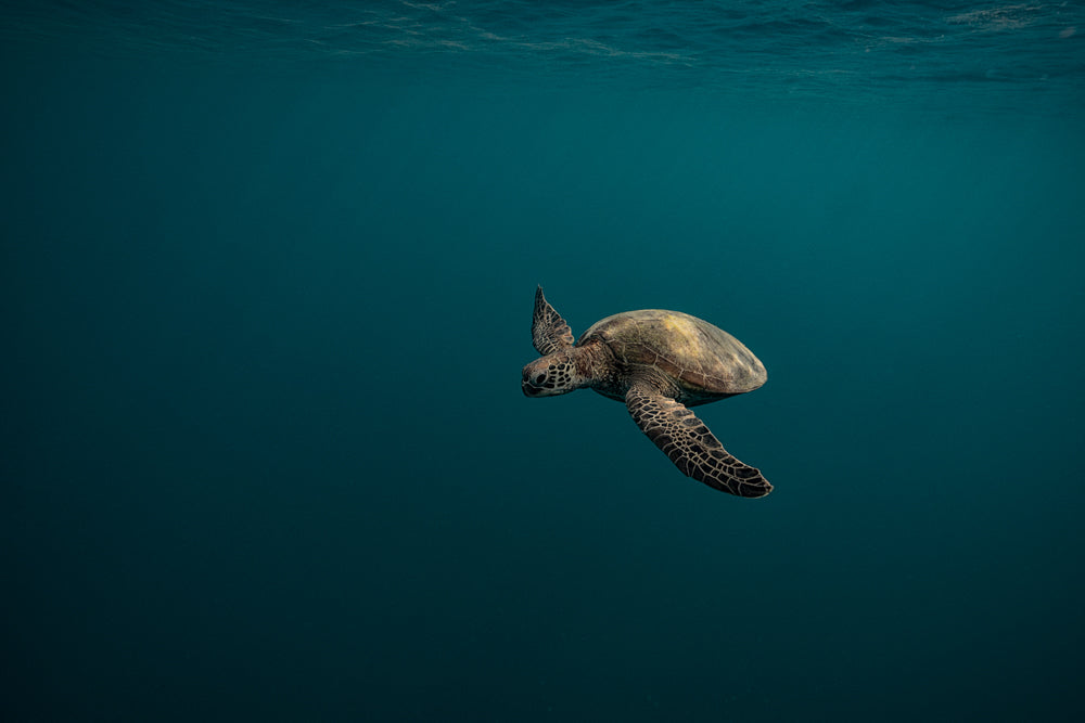 Ocean Expanse ~ Blue Planet