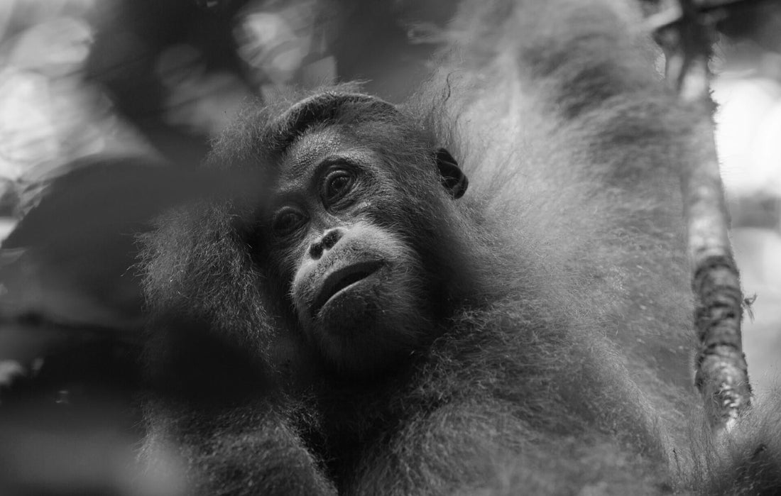 Tapanuli Orangutans ~ Rarest Great Ape On Earth
