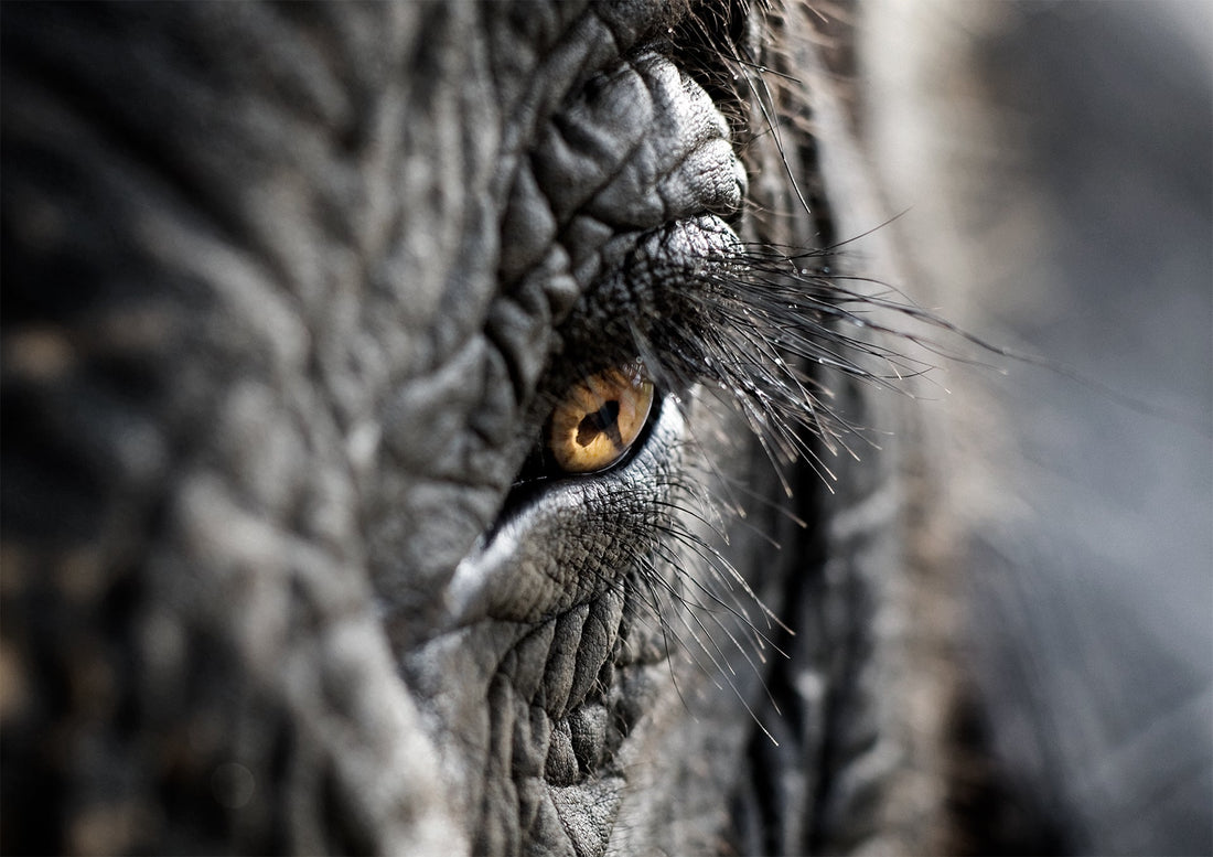 Elephantas ~ Elephas Maximus Sumatranus