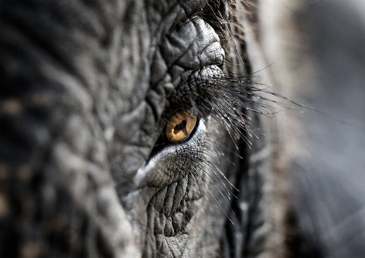 Elephantas ~ Elephas Maximus Sumatranus