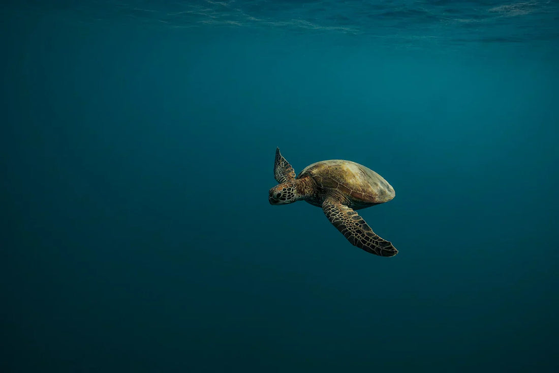 A Serene Encounter Beneath the Surface