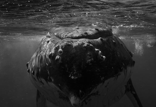 The Humpback Whales of Tonga