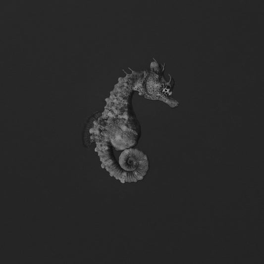 Dracones et Equorum ~ Dragons & Horses