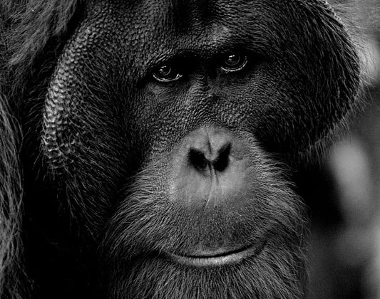 Orangutan ~ Man of the Forest