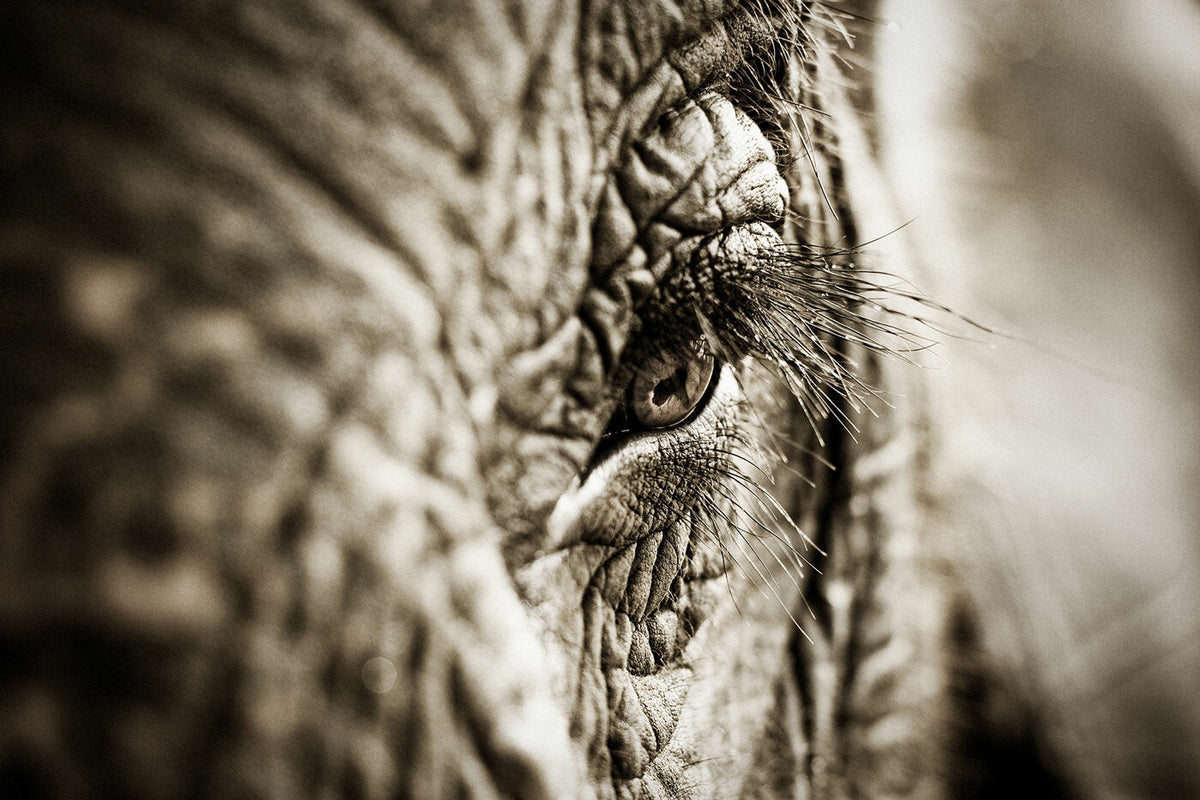 Elephants