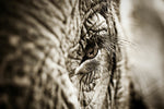 Elephants