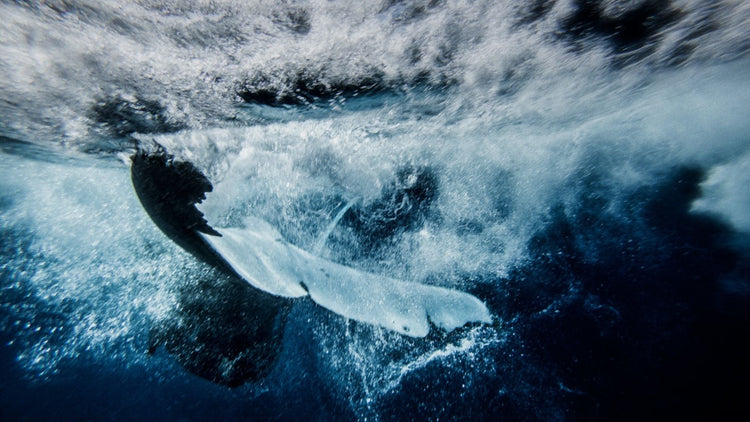 Nature Captured ~ Fine Art Prints