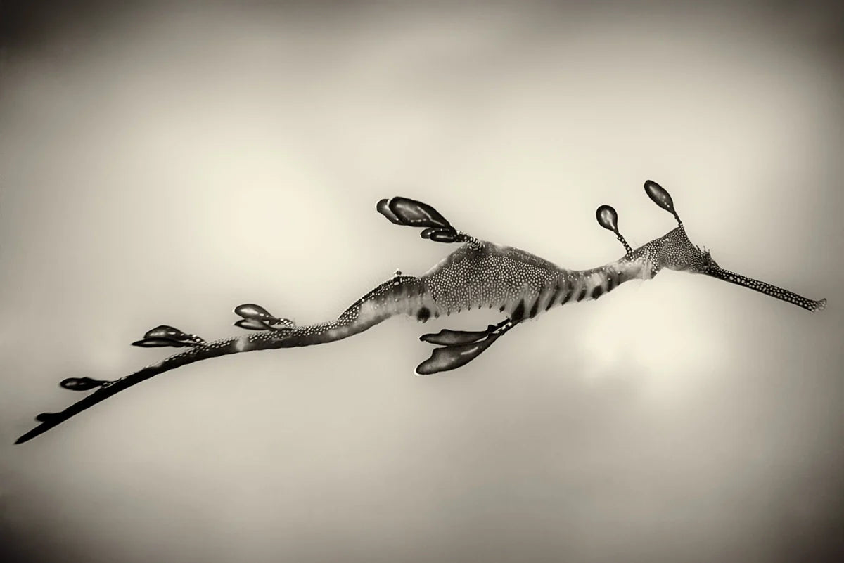 Dragons & Horses