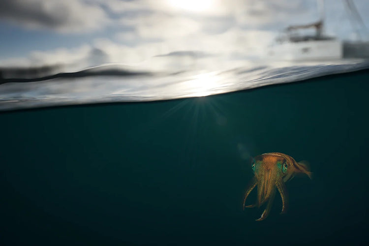 Cephalopods
