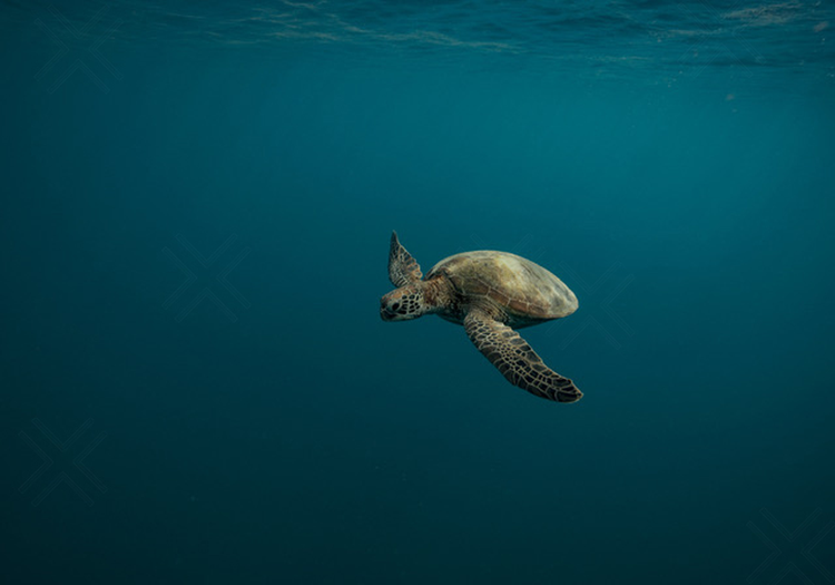 Turtles
