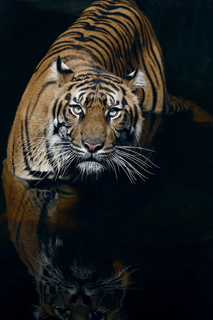 Tigers