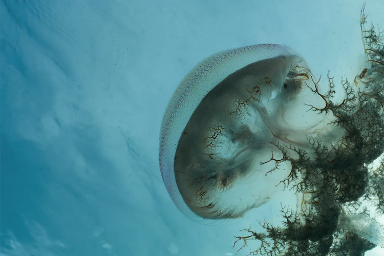 Jellyfish