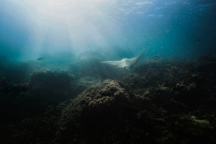 Elasmobranchii