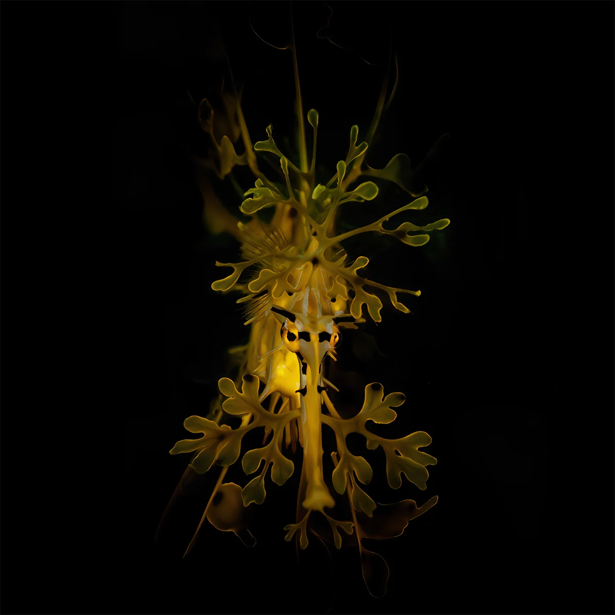 Sea Dragons & Seahorses