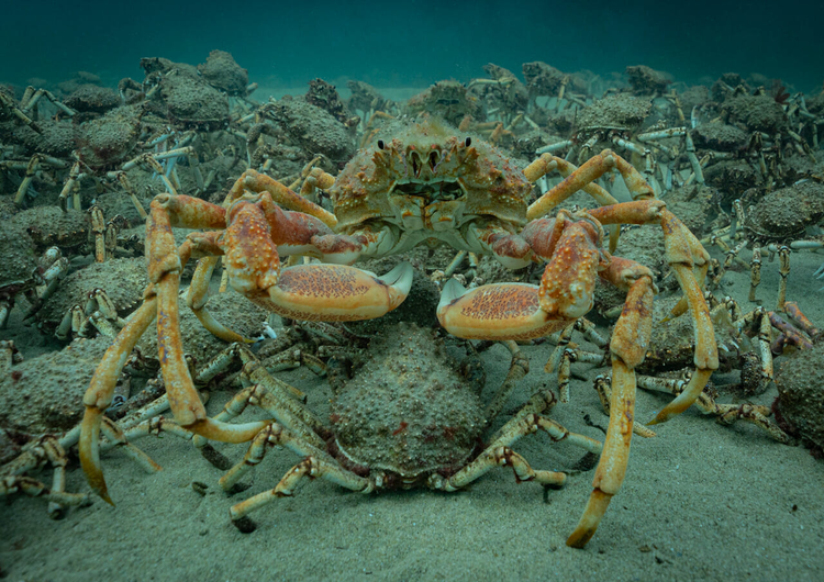 Spider Crabs