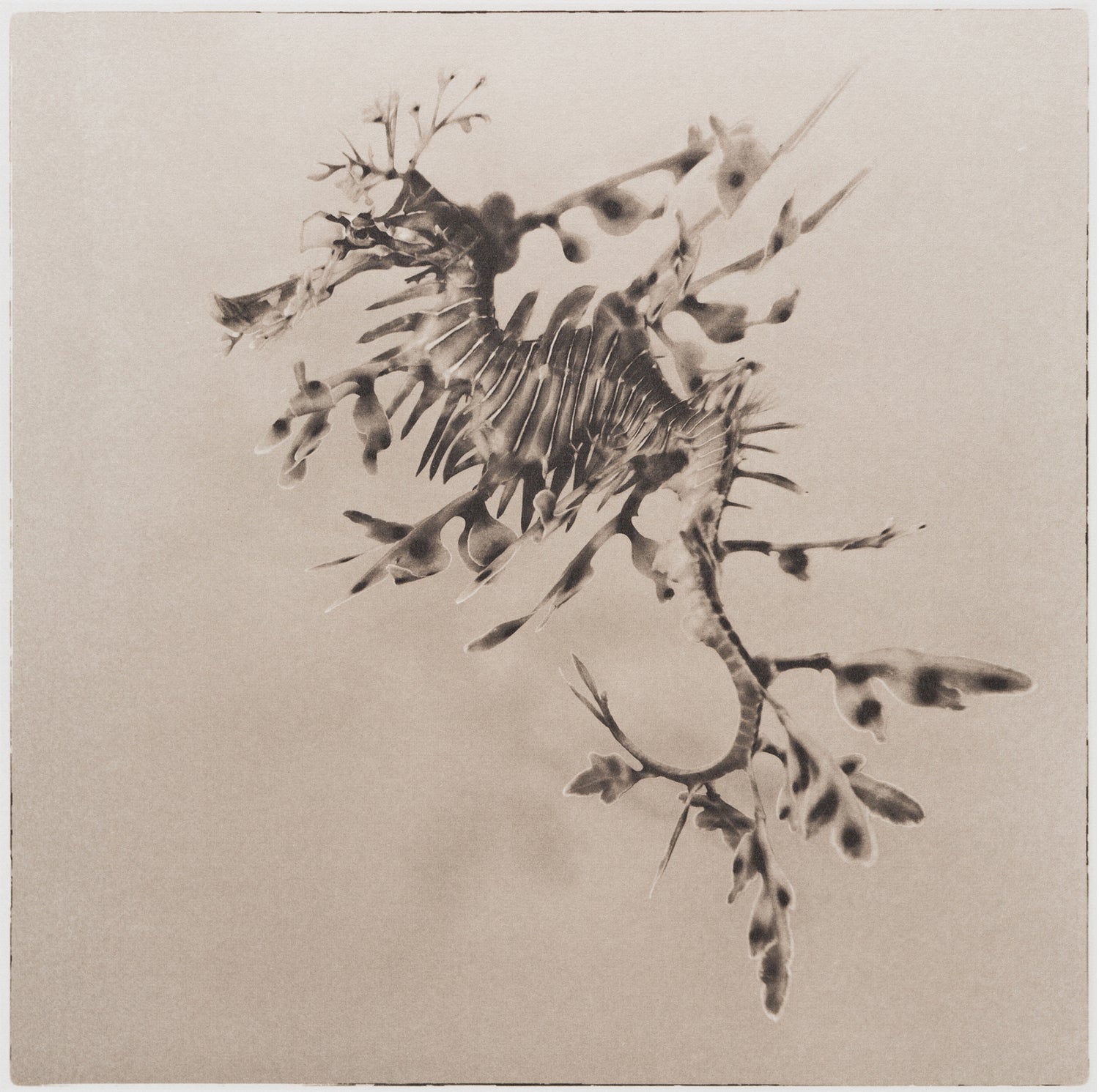 Leafy Sea Dragon ~ Phycodurus Eques ~ Figure 4