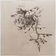 Leafy Sea Dragon ~ Phycodurus Eques ~ Figure 4