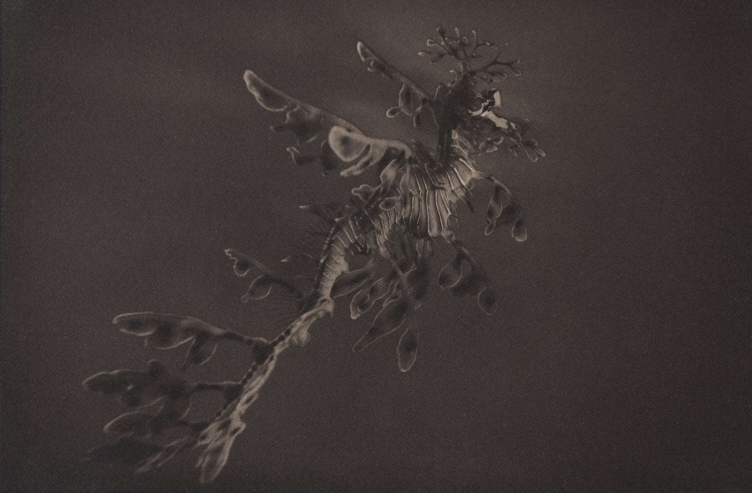 Leafy Sea Dragon ~ Phycodurus Eques ~ Figure 3