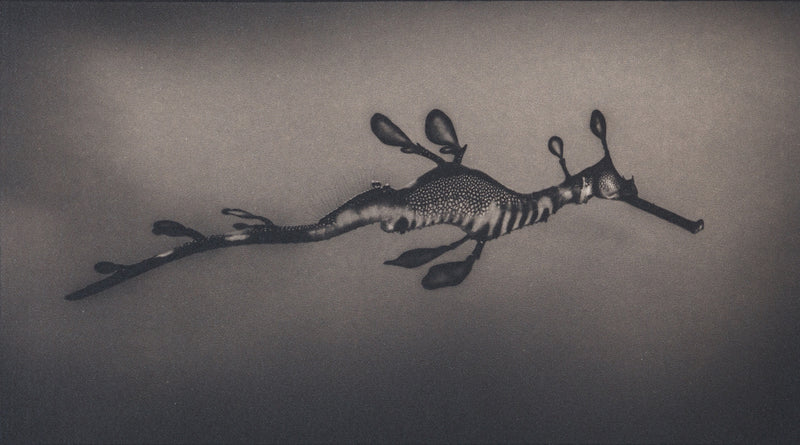 Weedy Sea Dragon ~ Phyllopteryx Taeniolatus ~ Figure 1