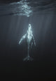 Limbo
