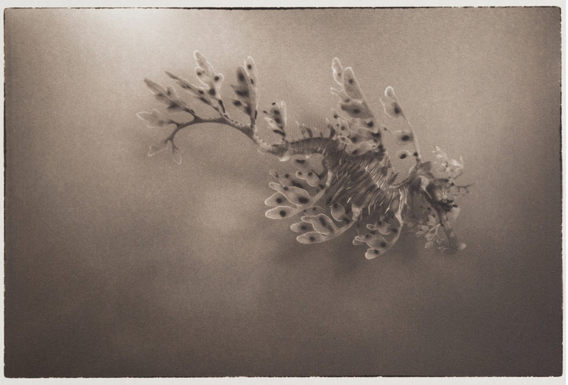 Leafy Sea Dragon ~ Phycodurus Eques ~ Figure 2