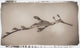Weedy Sea Dragon ~ Phyllopteryx Taeniolatus ~ Figure 2