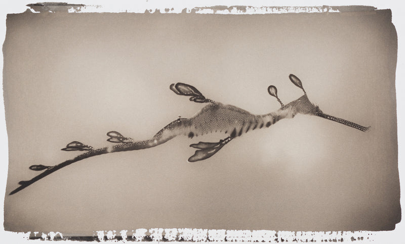 Weedy Sea Dragon ~ Phyllopteryx Taeniolatus ~ Figure 2