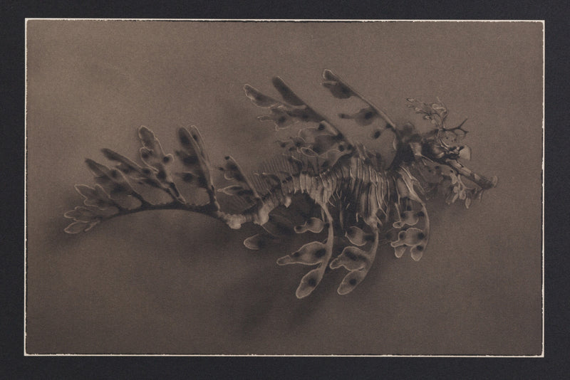 Leafy Sea Dragon ~ Phycodurus Eques ~ Figure 1