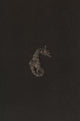 Shorthead Seahorse ~ Hippocampus Breviceps ~ Figure 1