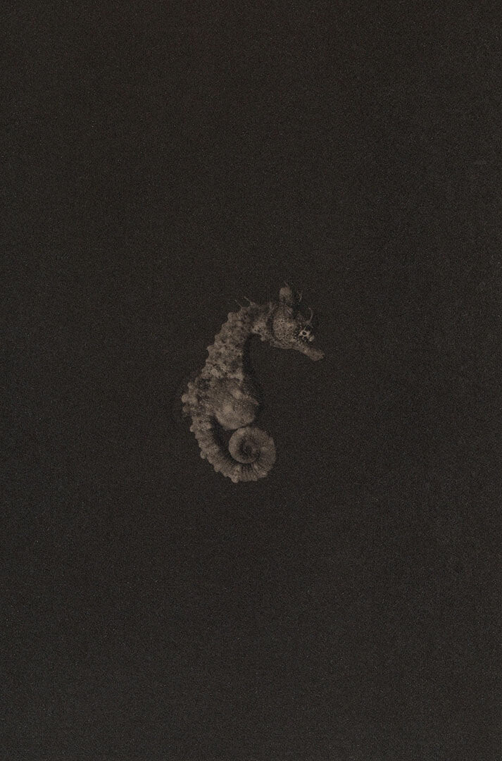 Shorthead Seahorse ~ Hippocampus Breviceps ~ Figure 1