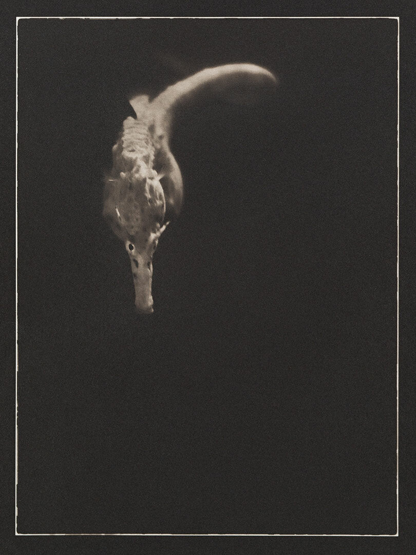 Bigbelly Seahorse ~ Hippocampus Abdominalis ~ Figure 1