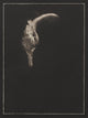 Bigbelly Seahorse ~ Hippocampus Abdominalis ~ Figure 1
