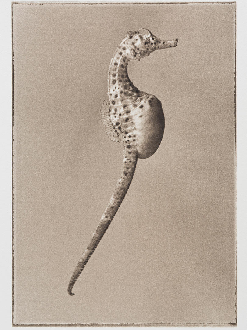 Bigbelly Seahorse ~ Hippocampus Abdominalis ~ Figure 2
