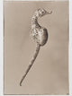 Bigbelly Seahorse ~ Hippocampus Abdominalis ~ Figure 2