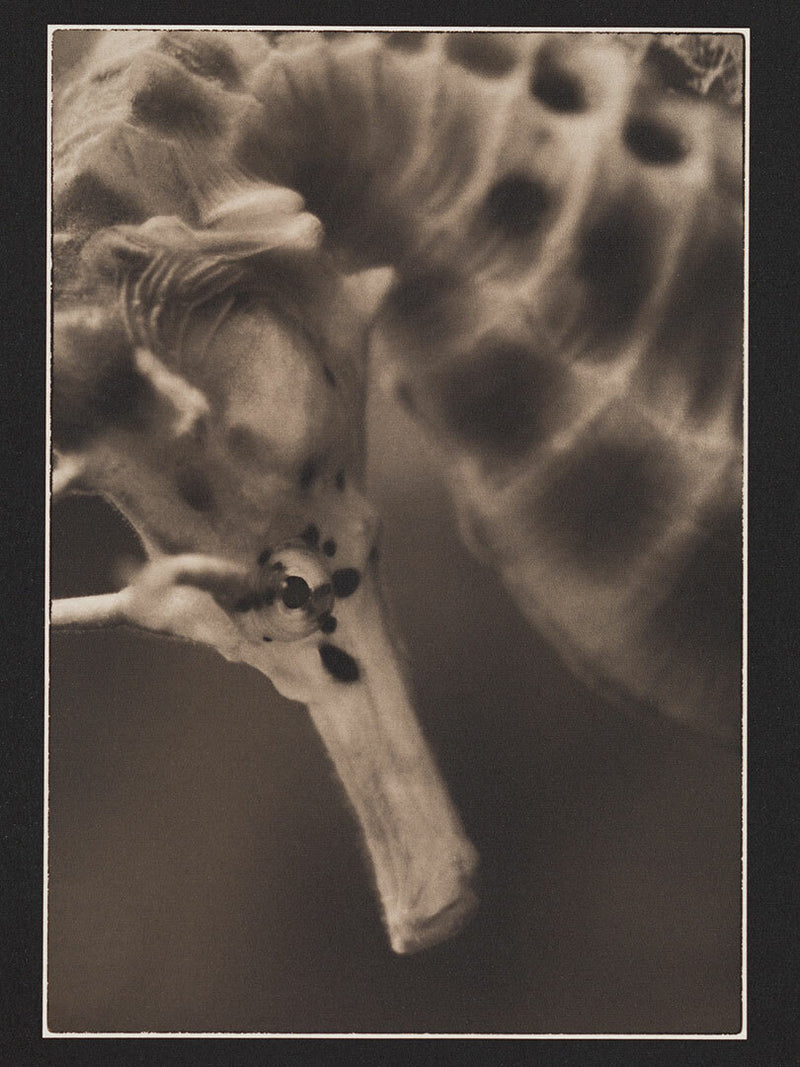 Bigbelly Seahorse ~ Hippocampus Abdominalis ~ Detail 1