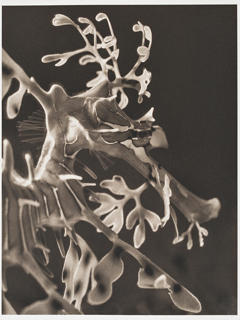Leafy Sea Dragon ~ Phycodurus Eques ~ Detail 1