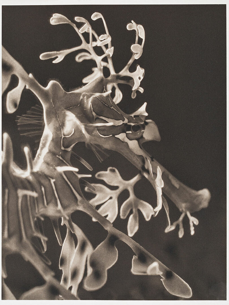 Leafy Sea Dragon ~ Phycodurus Eques ~ Detail 1