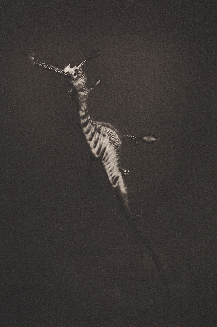 Weedy Sea Dragon ~ Phyllopteryx Taeniolatus ~ Figure 3
