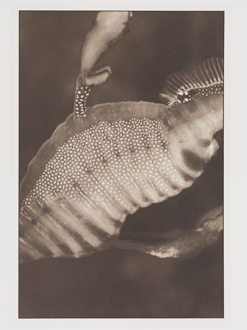 Weedy Sea Dragon ~ Phyllopteryx Taeniolatus ~ Detail 1