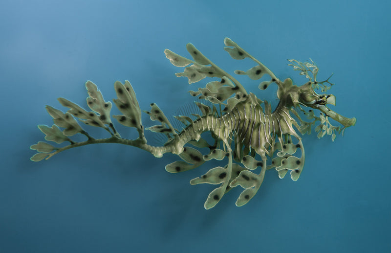 Leafy Sea Dragon / Phycodurus Eques #2