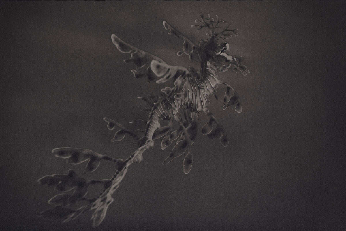 Leafy Sea Dragon ~ Phycodurus Eques ~ #1 Canvas