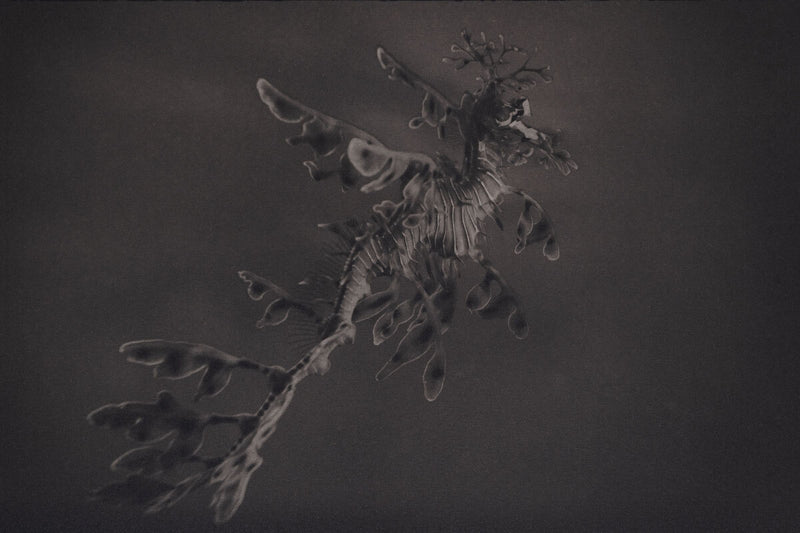 Leafy Sea Dragon ~ Phycodurus Eques ~ #1 Canvas