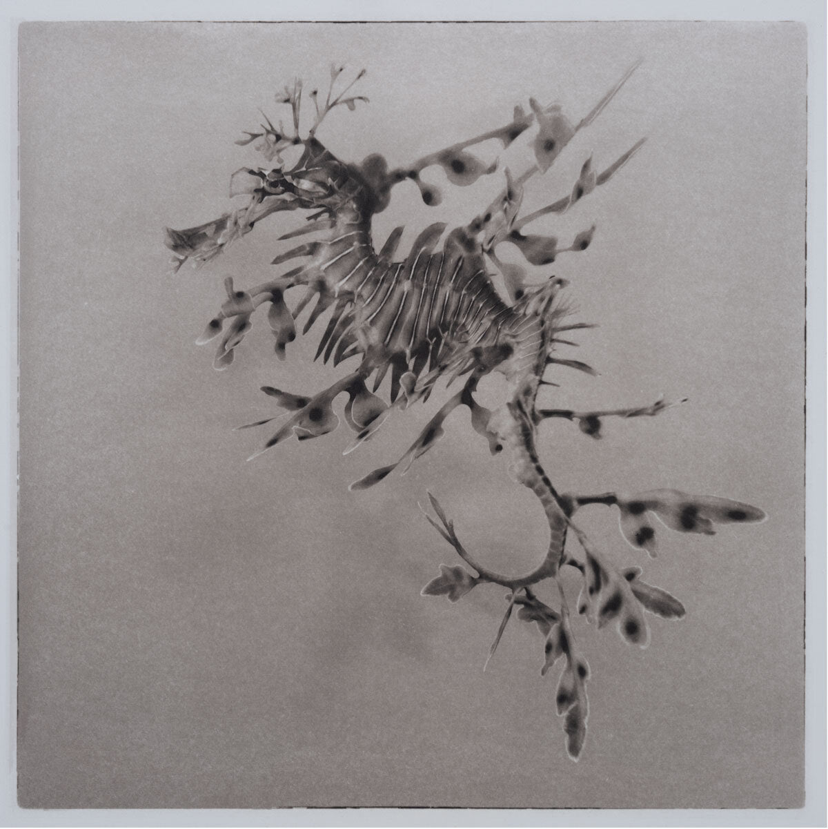 Leafy Sea Dragon ~ Phycodurus Eques ~ Figure 4 Canvas